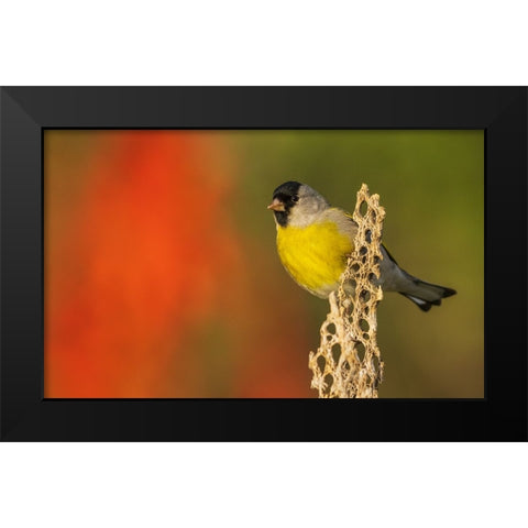 Lawrences goldfinch Black Modern Wood Framed Art Print by Archer, Ken