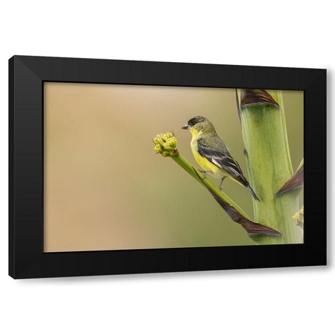 Lesser goldfinch Black Modern Wood Framed Art Print with Double Matting by Archer, Ken