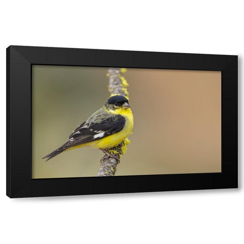 Lesser goldfinch Black Modern Wood Framed Art Print by Archer, Ken