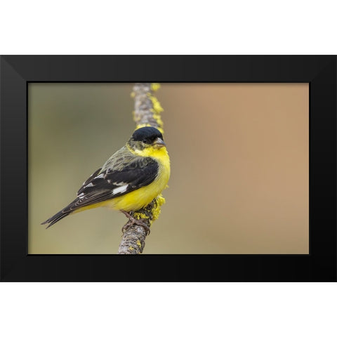 Lesser goldfinch Black Modern Wood Framed Art Print by Archer, Ken