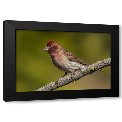 Purple finch Black Modern Wood Framed Art Print with Double Matting by Archer, Ken