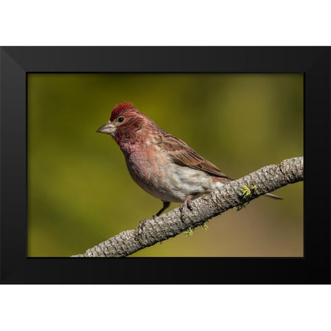 Purple finch Black Modern Wood Framed Art Print by Archer, Ken