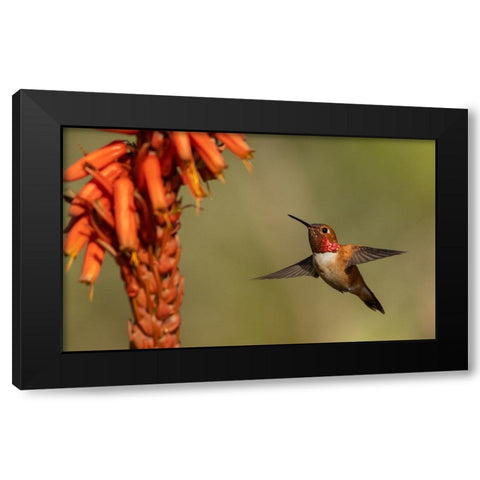 Rufous hummingbird-cholla blooms Black Modern Wood Framed Art Print by Archer, Ken