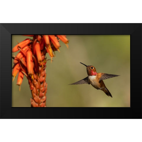 Rufous hummingbird-cholla blooms Black Modern Wood Framed Art Print by Archer, Ken
