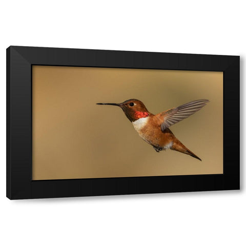 Male Rufous hummingbird Black Modern Wood Framed Art Print with Double Matting by Archer, Ken