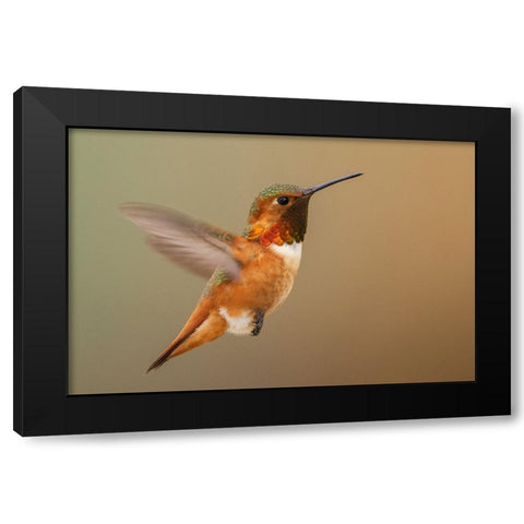 Male Rufous hummingbird Black Modern Wood Framed Art Print by Archer, Ken