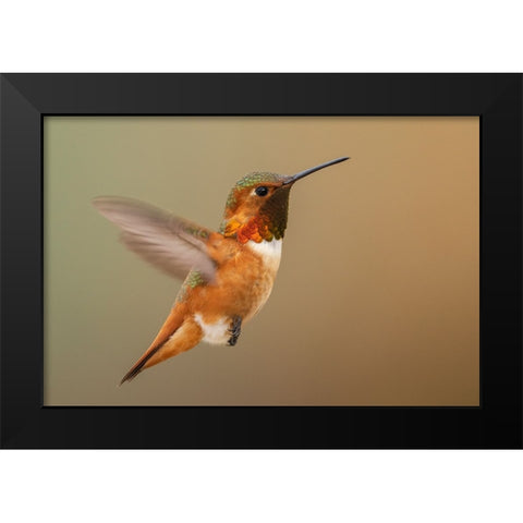 Male Rufous hummingbird Black Modern Wood Framed Art Print by Archer, Ken
