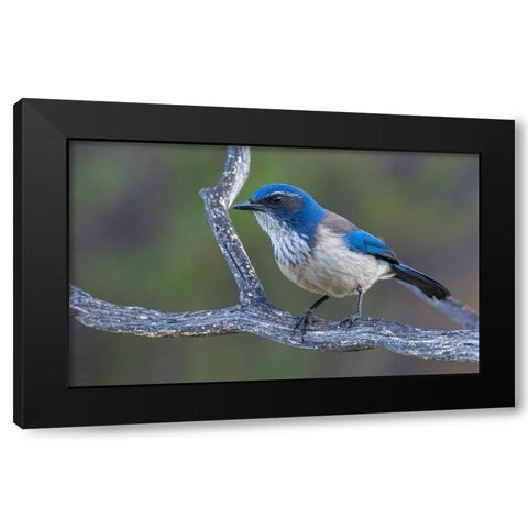California scrub jay Black Modern Wood Framed Art Print with Double Matting by Archer, Ken