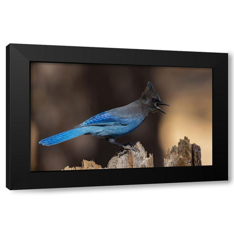 Stellers jay Black Modern Wood Framed Art Print by Archer, Ken