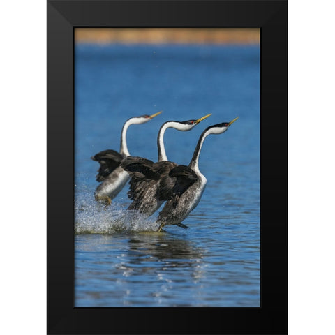 Western grebes rushing Black Modern Wood Framed Art Print by Archer, Ken