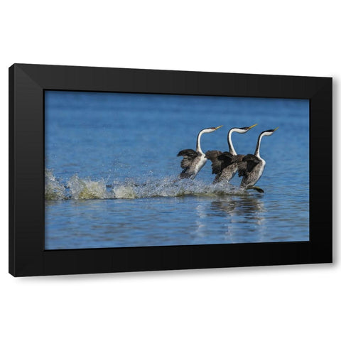 Western grebes rushing display Black Modern Wood Framed Art Print by Archer, Ken