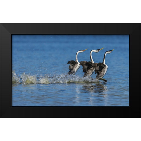 Western grebes rushing display Black Modern Wood Framed Art Print by Archer, Ken