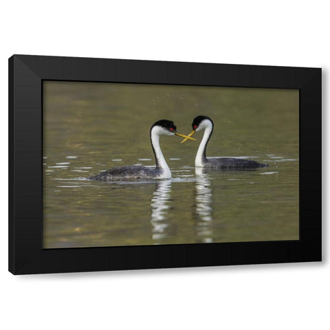 Western grebes-courting Black Modern Wood Framed Art Print with Double Matting by Archer, Ken