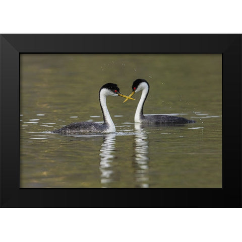Western grebes-courting Black Modern Wood Framed Art Print by Archer, Ken