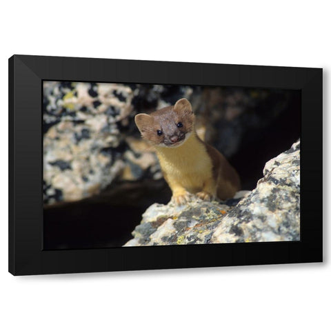 Short-tailed weasel Black Modern Wood Framed Art Print by Archer, Ken