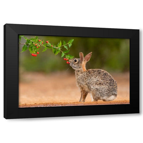 Eastern Cottontail-Sylvilagus floridanus-feeding Black Modern Wood Framed Art Print with Double Matting by Ditto, Larry