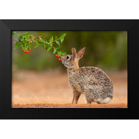 Eastern Cottontail-Sylvilagus floridanus-feeding Black Modern Wood Framed Art Print by Ditto, Larry
