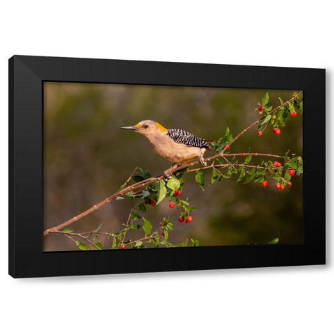Golden-fronted Woodpecker-Melanerpes aurifrons-perched Black Modern Wood Framed Art Print with Double Matting by Ditto, Larry