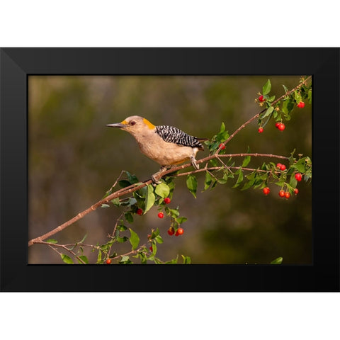 Golden-fronted Woodpecker-Melanerpes aurifrons-perched Black Modern Wood Framed Art Print by Ditto, Larry