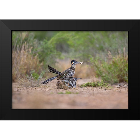 Greater Roadrunner-Geococcyx californianus-copulating Black Modern Wood Framed Art Print by Ditto, Larry