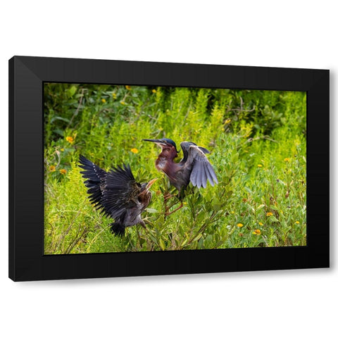 Green Heron-Butorides virescens-feeding time Black Modern Wood Framed Art Print by Ditto, Larry