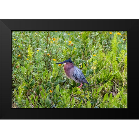 Green Heron-Butorides virescens-standing in shrubs Black Modern Wood Framed Art Print by Ditto, Larry