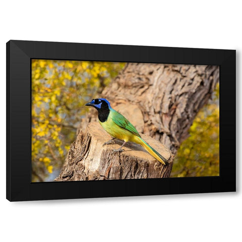 Green Jay-Cyanocorax yncas-perched Black Modern Wood Framed Art Print by Ditto, Larry