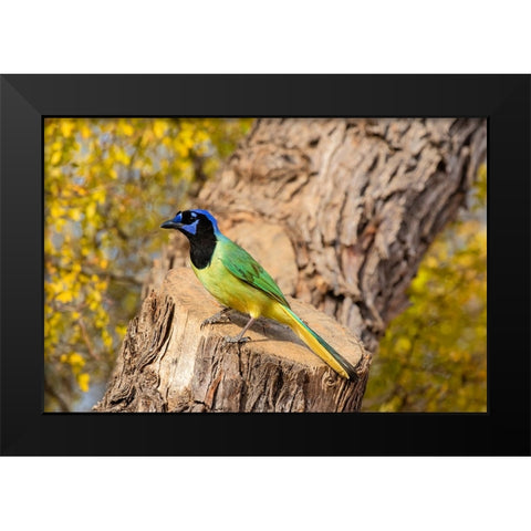 Green Jay-Cyanocorax yncas-perched Black Modern Wood Framed Art Print by Ditto, Larry