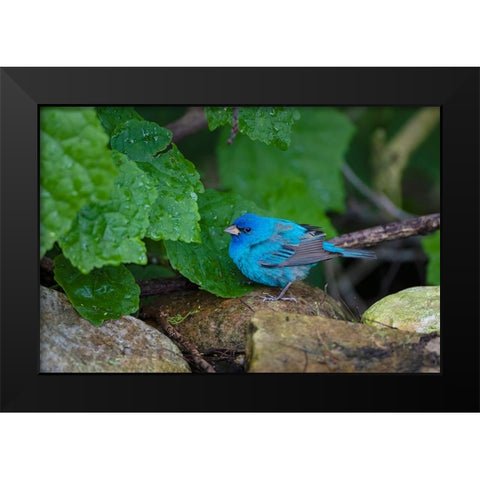 Indigo Bunting-Passerina cyanea-foraging male Black Modern Wood Framed Art Print by Ditto, Larry