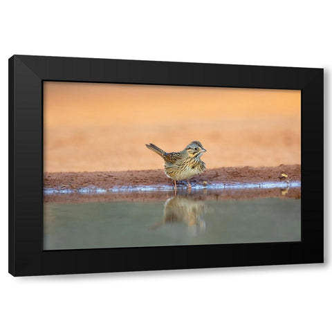 Lincolns Sparrow-Melospiza lincolnii-drinking Black Modern Wood Framed Art Print with Double Matting by Ditto, Larry