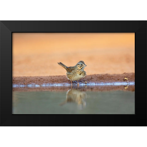 Lincolns Sparrow-Melospiza lincolnii-drinking Black Modern Wood Framed Art Print by Ditto, Larry