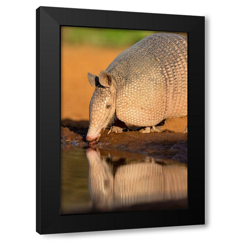 Nine-banded Armadillo-Dasypus novemcinctus-drinking Black Modern Wood Framed Art Print with Double Matting by Ditto, Larry