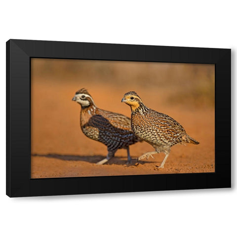 Northern Bobwhite-Colinus virginianus-pair Black Modern Wood Framed Art Print with Double Matting by Ditto, Larry