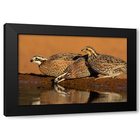 Northern Bobwhite-Colinus virginianus-drinking Black Modern Wood Framed Art Print by Ditto, Larry