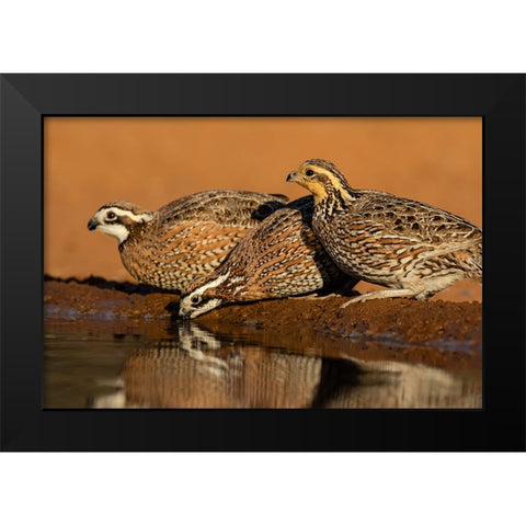 Northern Bobwhite-Colinus virginianus-drinking Black Modern Wood Framed Art Print by Ditto, Larry