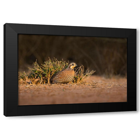 Northern Bobwhite-Colinus virginianus-female hiding Black Modern Wood Framed Art Print with Double Matting by Ditto, Larry