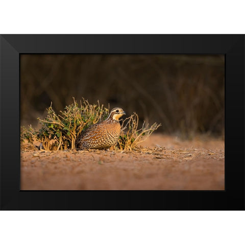 Northern Bobwhite-Colinus virginianus-female hiding Black Modern Wood Framed Art Print by Ditto, Larry