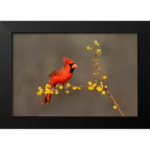 Northern Cardinal-Cardinalis cardinalis-perched Black Modern Wood Framed Art Print by Ditto, Larry