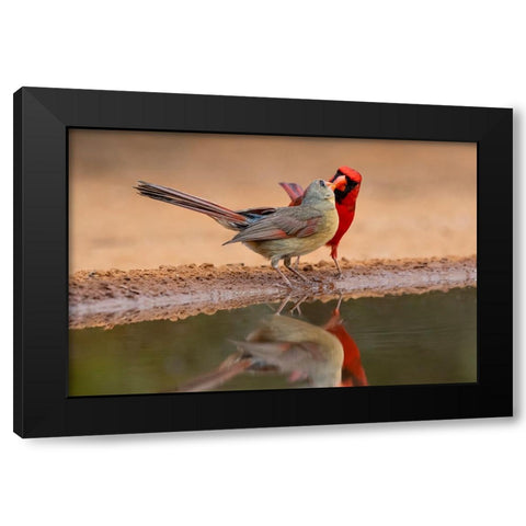 Northern Cardinals-Texas-USA Black Modern Wood Framed Art Print by Ditto, Larry