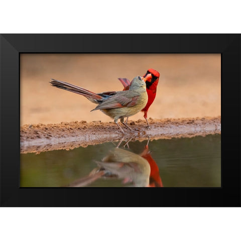 Northern Cardinals-Texas-USA Black Modern Wood Framed Art Print by Ditto, Larry