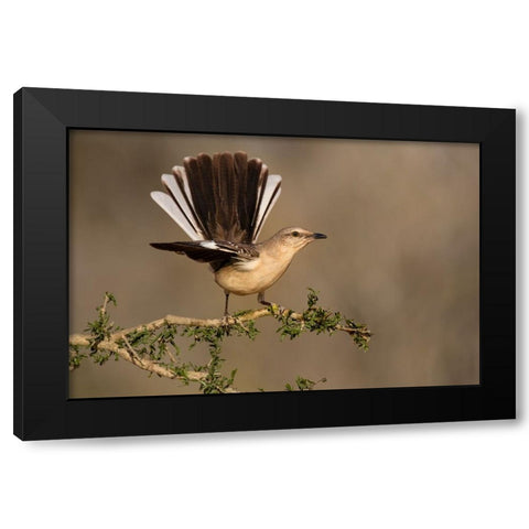 Northern Mockingbird-Mimus polyglottos-perched Black Modern Wood Framed Art Print by Ditto, Larry