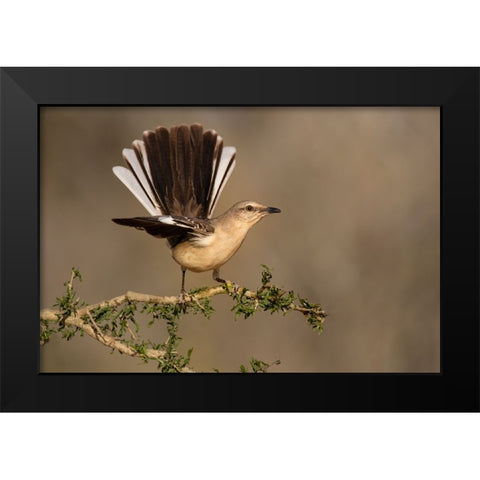 Northern Mockingbird-Mimus polyglottos-perched Black Modern Wood Framed Art Print by Ditto, Larry