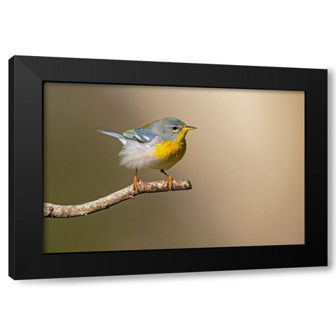 Northern Parula-Parula americana-perched Black Modern Wood Framed Art Print by Ditto, Larry