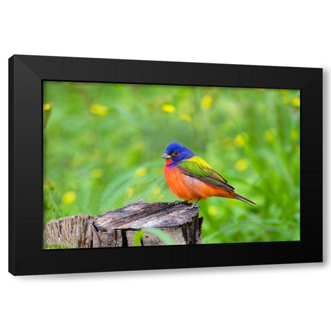 Painted Bunting-Passerina ciris-perched Black Modern Wood Framed Art Print by Ditto, Larry