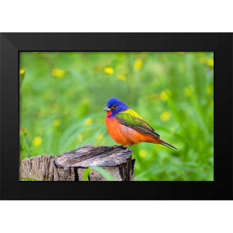 Painted Bunting-Passerina ciris-perched Black Modern Wood Framed Art Print by Ditto, Larry