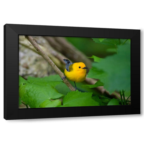 Prothonotary Warbler-Prothonotary citrea-flying Black Modern Wood Framed Art Print by Ditto, Larry