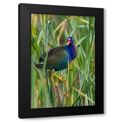 Purple Gallinule-Porphyrio martinica-perched in cattails Black Modern Wood Framed Art Print by Ditto, Larry