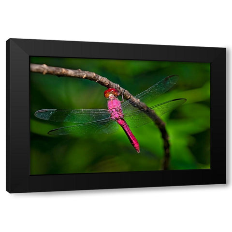 Red-tailed Pennant-Brachymesia furcata-resting on perch Black Modern Wood Framed Art Print by Ditto, Larry