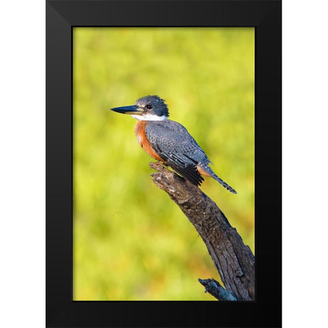 Ringed Kingfisher-Megaceryle torquata-perched Black Modern Wood Framed Art Print by Ditto, Larry