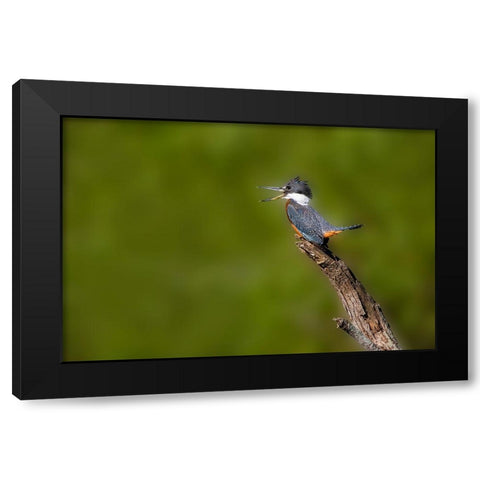 Ringed Kingfisher-Megaceryle torquata-male Black Modern Wood Framed Art Print by Ditto, Larry